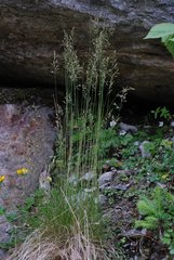Festuca filiformis