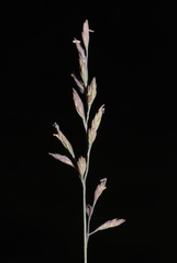 Festuca filiformis
