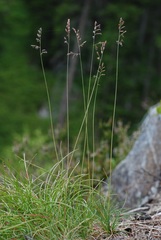 Festuca filiformis