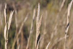 Brachypodium phoenicoides