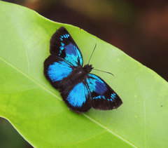 Paches loxus gloriosus