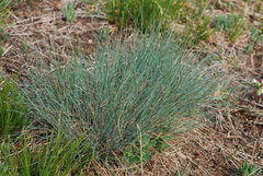 Festuca valesiaca