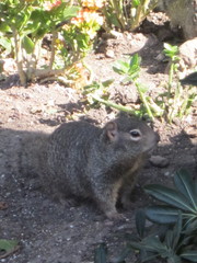 Otospermophilus variegatus