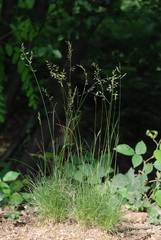 Festuca heterophylla