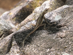 Tropidurus semitaeniatus