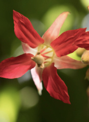 Combretum malabaricum