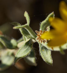 Heterotheca cinerascens