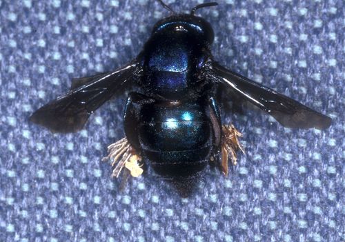 Steely Orchid Bee (Eufriesea chalybaea) · iNaturalist