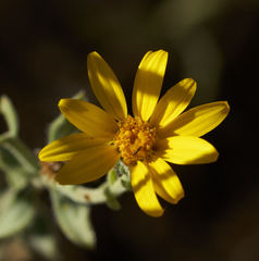 Heterotheca cinerascens