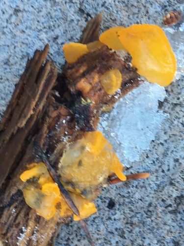 iNaturalist observation photo of alpine jelly cone