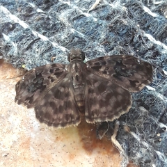 Gorgythion begga begga