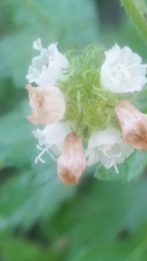 Varronia bullata