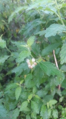 Varronia bullata