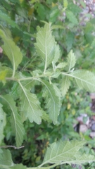 Varronia bullata