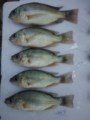Oreochromis esculentus