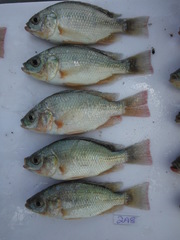 Oreochromis esculentus