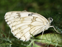 Melanargia