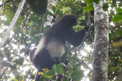 Propithecus edwardsi