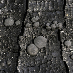 Trichoderma citrinoviride