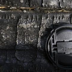 Trichoderma citrinoviride