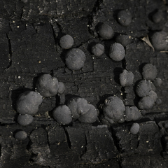 Trichoderma citrinoviride