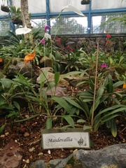 Masdevallia