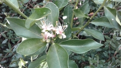 Capparis sepiaria