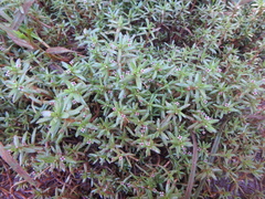 Crassula granvikii