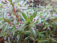 Crassula granvikii
