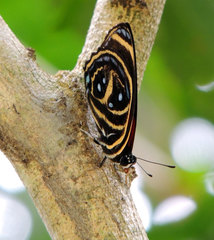 Callicore texa titania