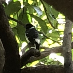 Sporophila morelleti