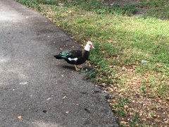 Cairina moschata domestica