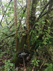 Dasyphyllum popayanense