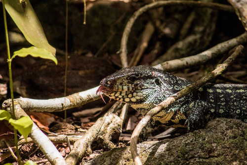 Black-and-white Tegu