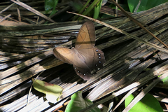 Pierella lamia chalybaea