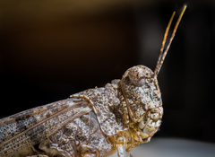 Trimerotropis ochraceipennis