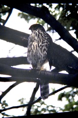 Accipiter chilensis