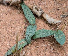 Drimiopsis