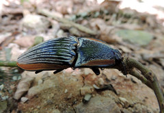 Chalcolepidius rugatus