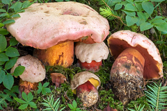 Rubroboletus rubrosanguineus