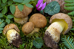 Butyriboletus subappendiculatus