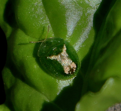 Cassida dorsovittata