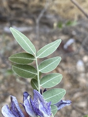 Mundulea sericea image