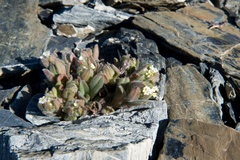 Myosotis traversii cantabrica