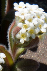 Myosotis traversii cantabrica