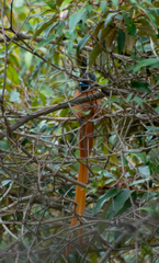 Terpsiphone viridis plumbeiceps