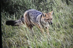 Lycalopex culpaeus magellanicus