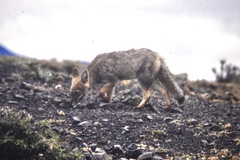 Lycalopex culpaeus magellanicus