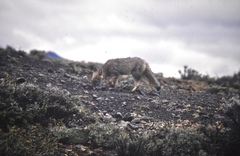 Lycalopex culpaeus magellanicus