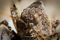 Trimerotropis ochraceipennis